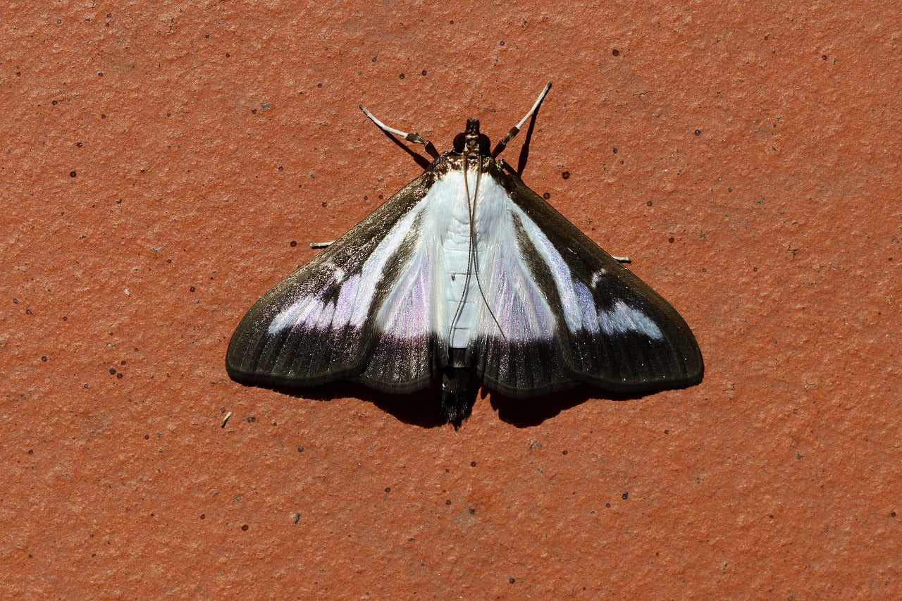 Box tree moths