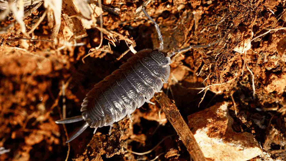 Woodlice