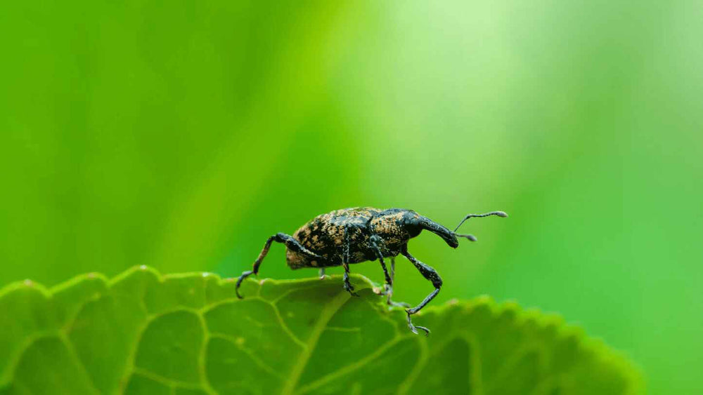 Snout beetles