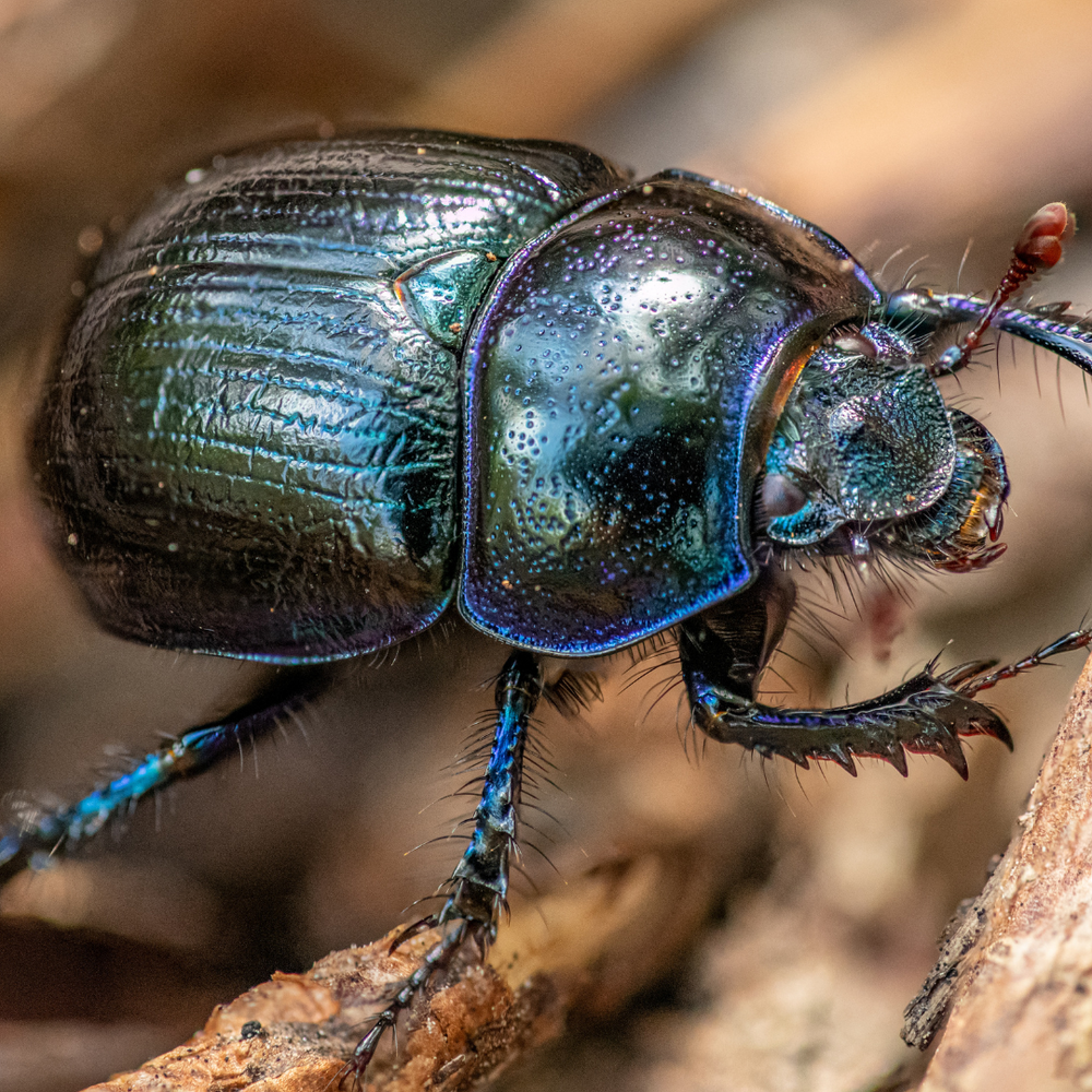 Yew beetle